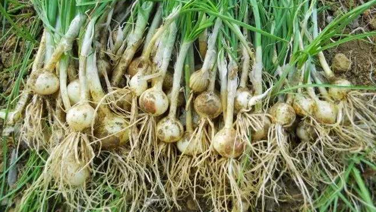 薤白头的功效与作用、禁忌和食用方法