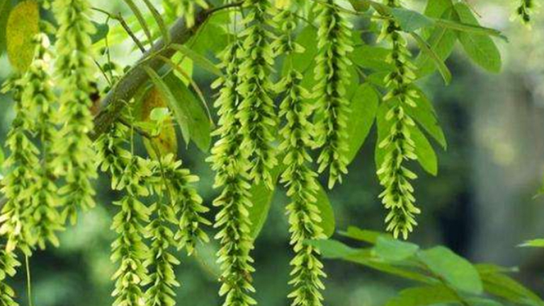 麻柳叶的功效与作用、禁忌和食用方法