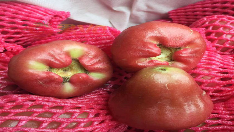 蜜风铃莲雾的功效与作用、禁忌和食用方法