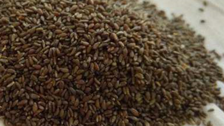 沙蒿籽的功效与作用、禁忌和食用方法