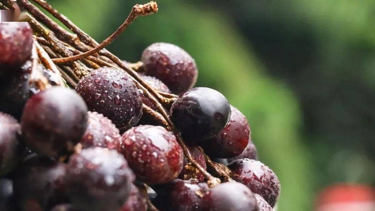 胭脂果的功效与作用、禁忌和食用方法