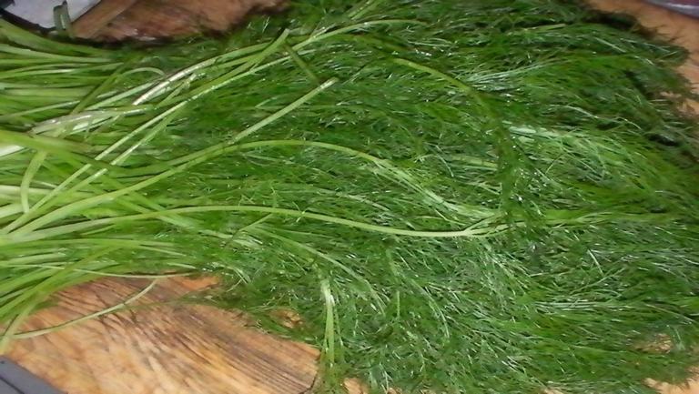 茴香苗的功效与作用、禁忌和食用方法