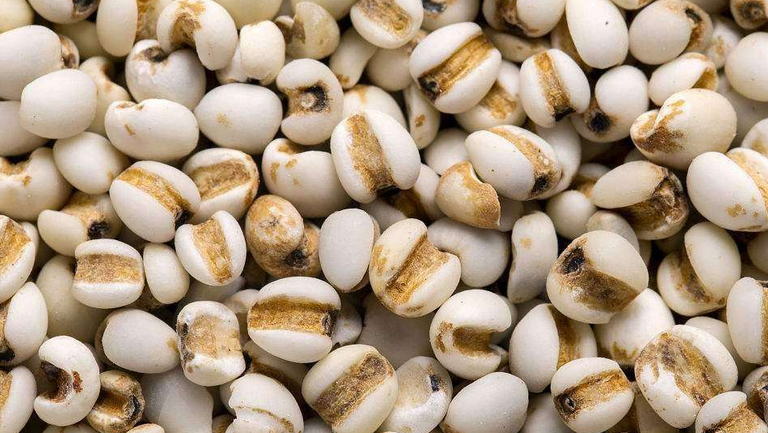 生薏苡仁的功效与作用、禁忌和食用方法