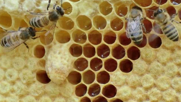 蜜蜂窝的功效与作用、禁忌和食用方法