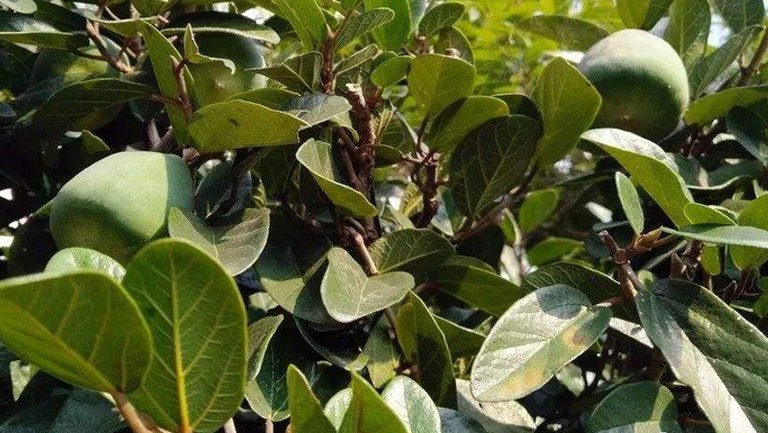 木莲果的功效与作用、禁忌和食用方法