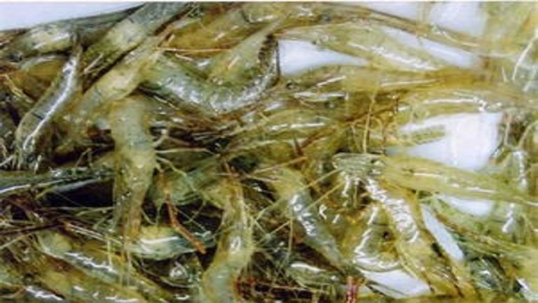 青虾的功效与作用、禁忌和食用方法