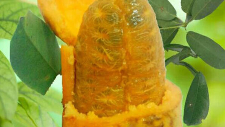 牛藤果的功效与作用、禁忌和食用方法