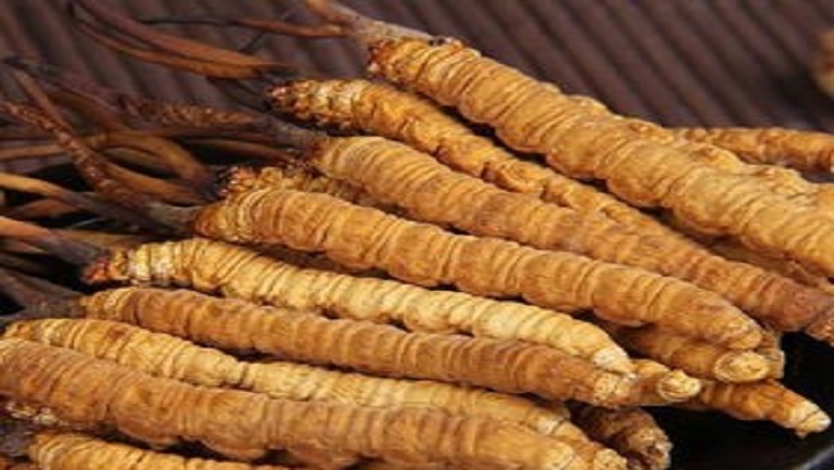 冬虫夏草泡水喝的功效与作用、禁忌和食用方法