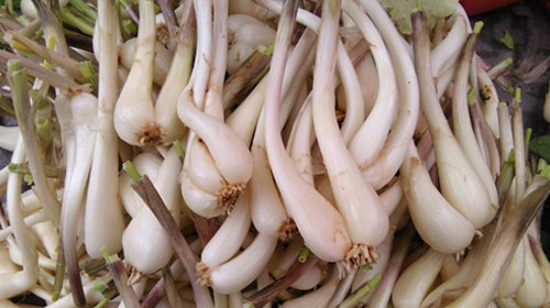 薤的功效与作用、禁忌和食用方法