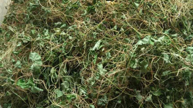 小叶金钱草的功效与作用、禁忌和食用方法