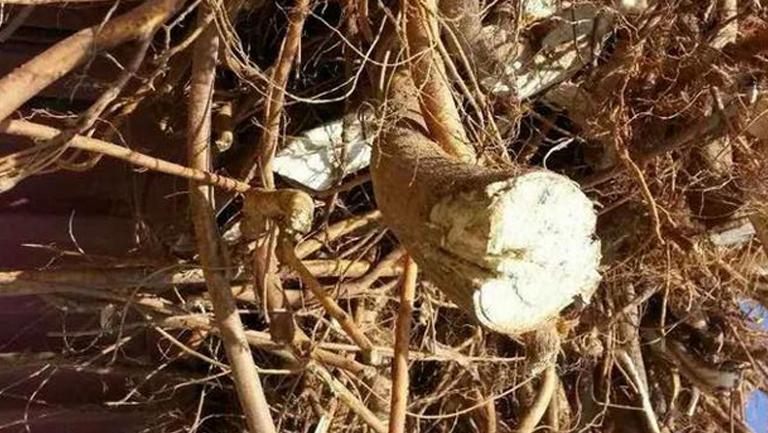 无花果根的功效与作用、禁忌和食用方法