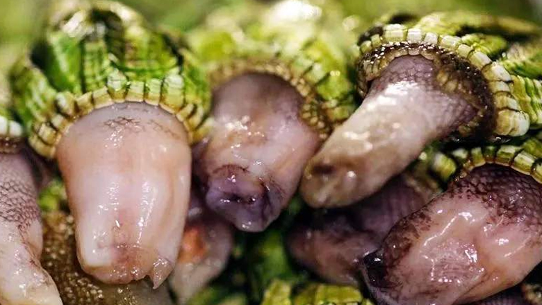 佛手螺的功效与作用、禁忌和食用方法