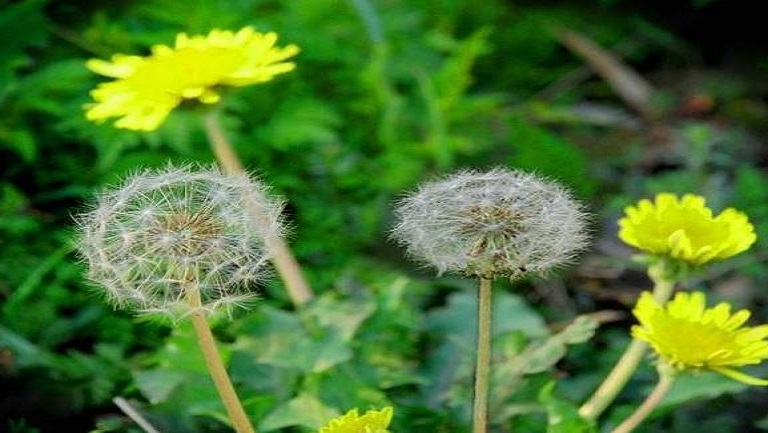 鲜蒲公英的功效与作用、禁忌和食用方法