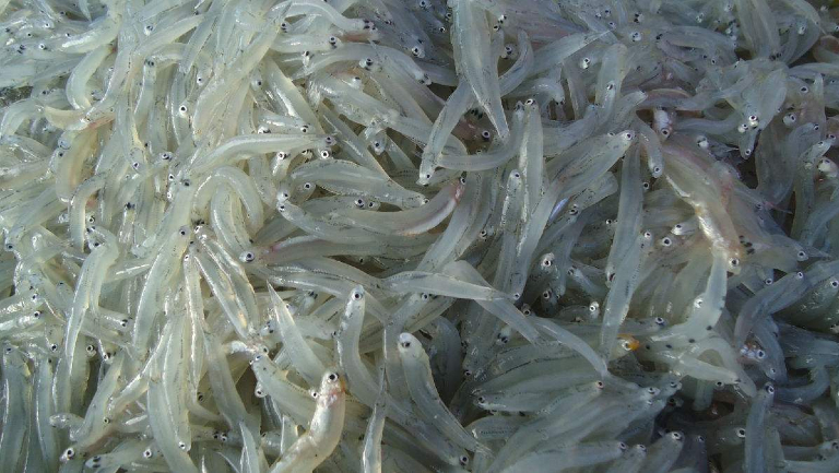 小银鱼的功效与作用、禁忌和食用方法