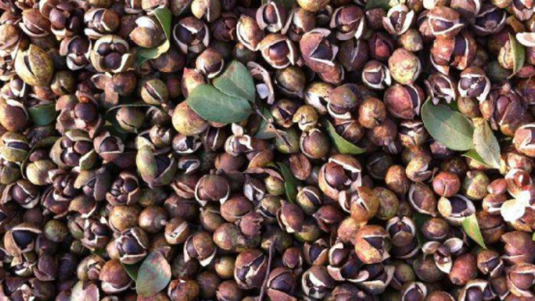 茶子心的功效与作用、禁忌和食用方法