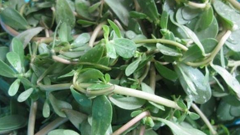 麻子菜的功效与作用、禁忌和食用方法