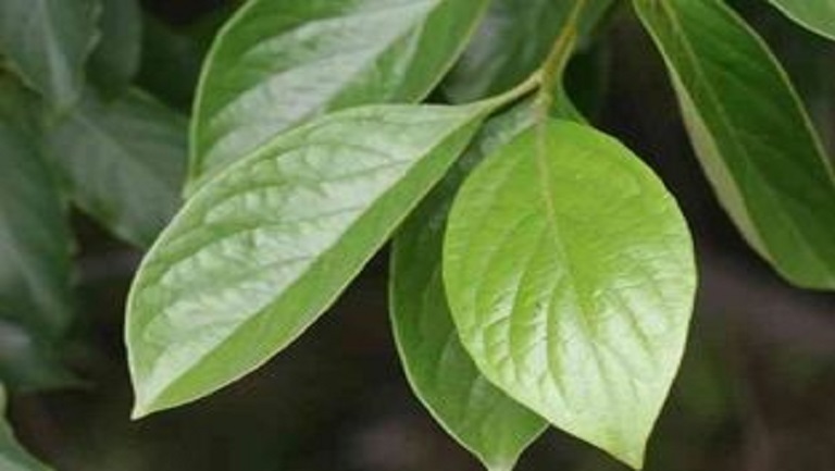 柿叶的功效与作用、禁忌和食用方法