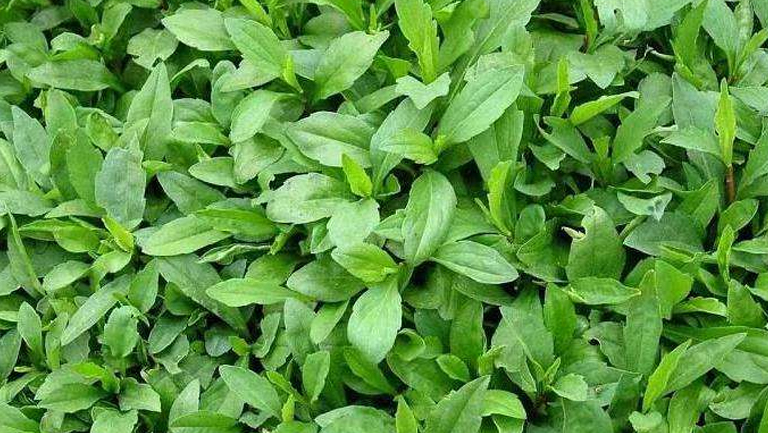 马兰菜的功效与作用、禁忌和食用方法