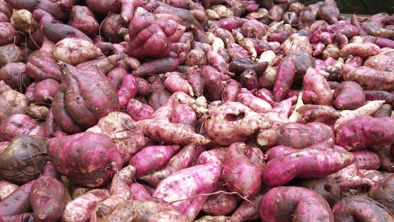 红苕的功效与作用、禁忌和食用方法