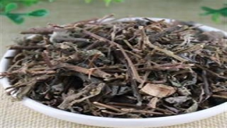 四季红的功效与作用、禁忌和食用方法
