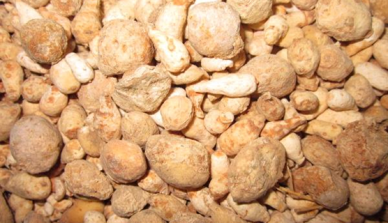土半夏的功效与作用、禁忌和食用方法