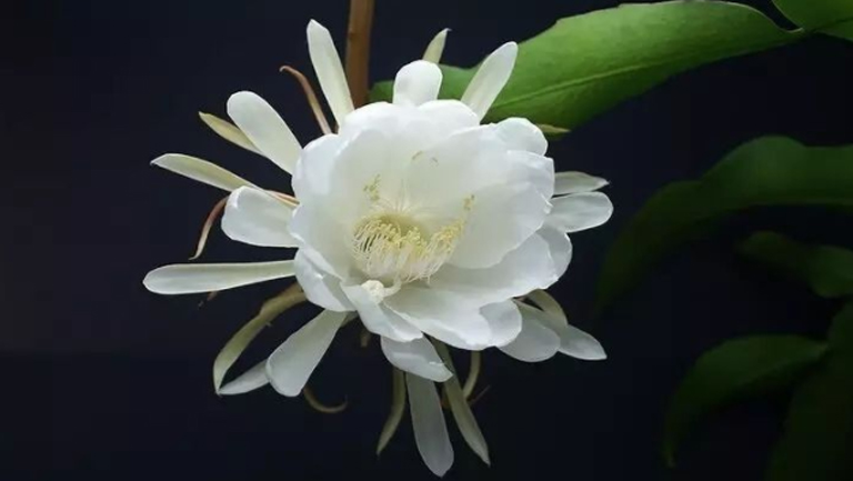昙花泡酒的功效与作用、禁忌和食用方法