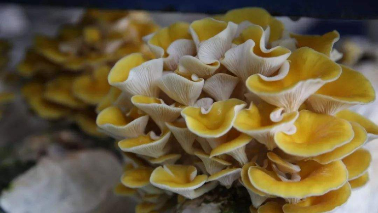 榆黄菇的功效与作用、禁忌和食用方法