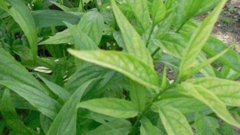黎王草的功效与作用、禁忌和食用方法