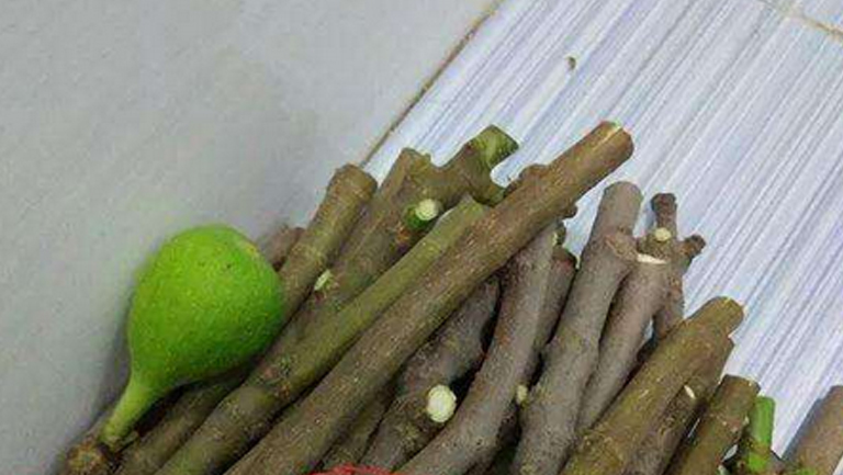 无花果树根的功效与作用、禁忌和食用方法
