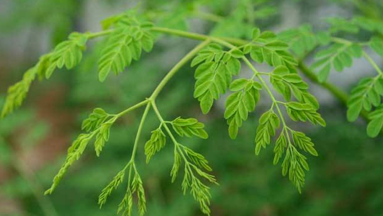 辣木叶的功效与作用、禁忌和食用方法