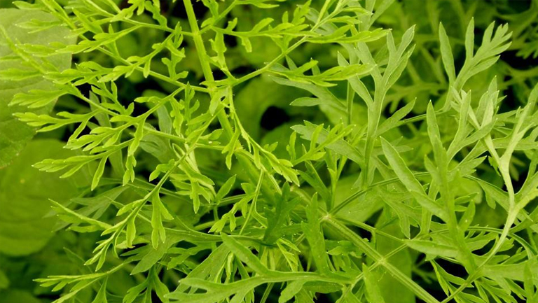 红萝卜叶的功效与作用、禁忌和食用方法