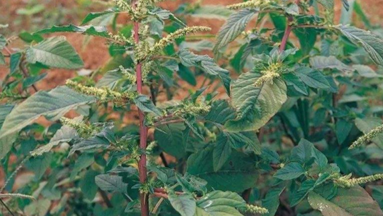 簕苋菜的功效与作用、禁忌和食用方法