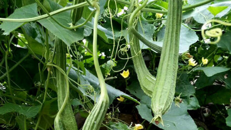 八角丝瓜的功效与作用、禁忌和食用方法