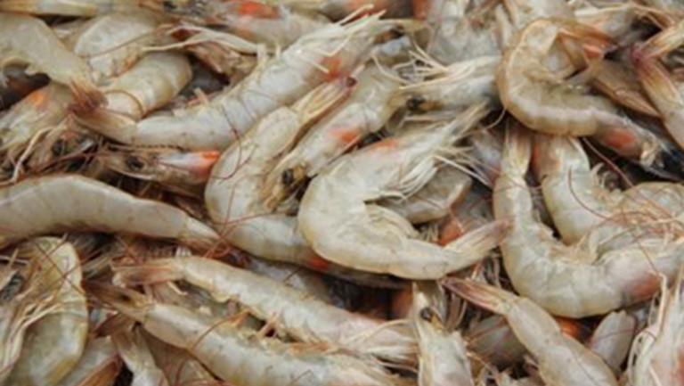 海虾的功效与作用、禁忌和食用方法