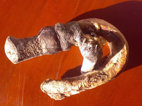 驴鞭的功效与作用、禁忌和食用方法