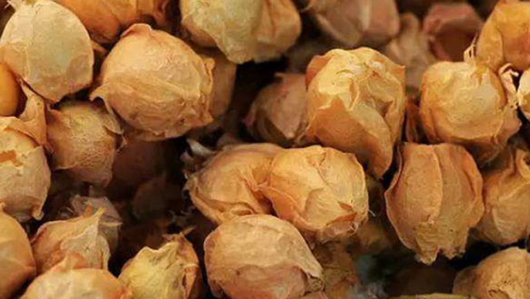 红菇茑皮的功效与作用、禁忌和食用方法