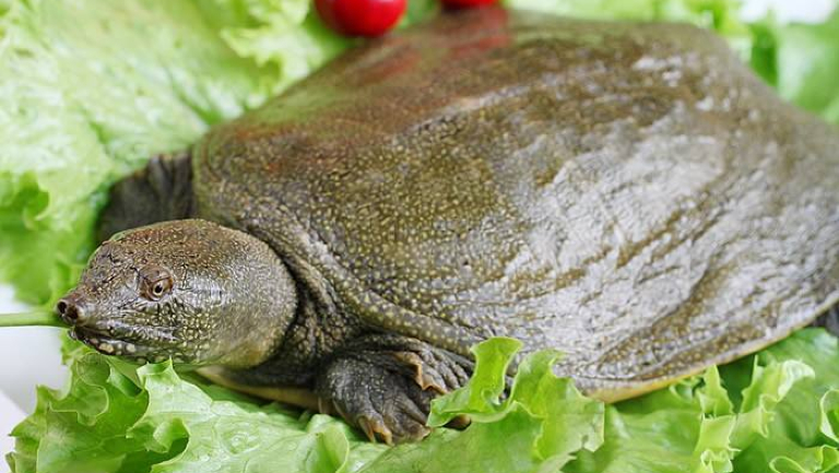 水鱼的功效与作用、禁忌和食用方法