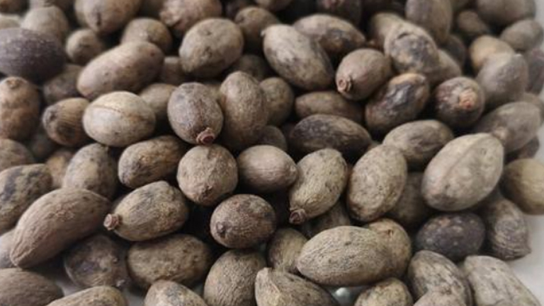 葵树子的功效与作用、禁忌和食用方法