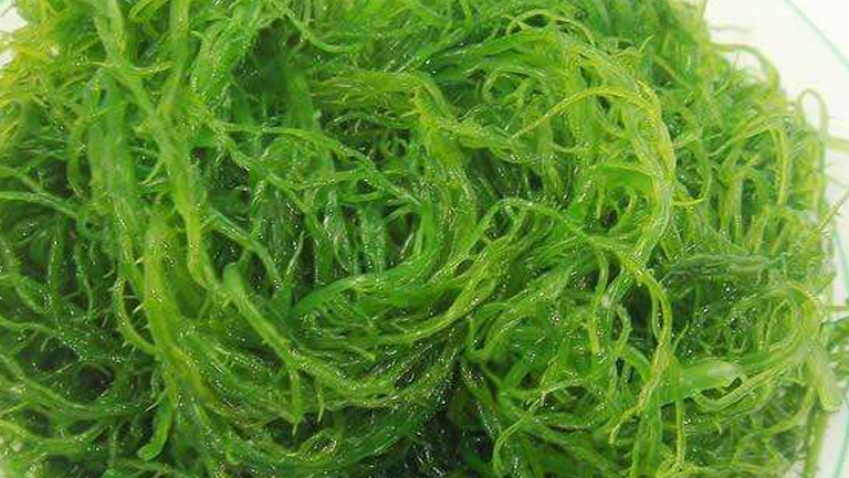 海发菜的功效与作用、禁忌和食用方法