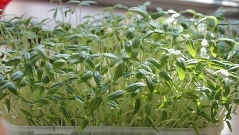 绿豆芽菜的功效与作用、禁忌和食用方法