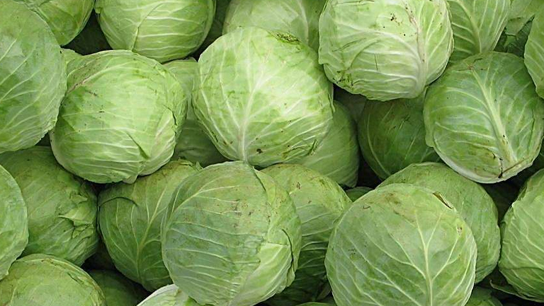 包心菜的功效与作用、禁忌和食用方法