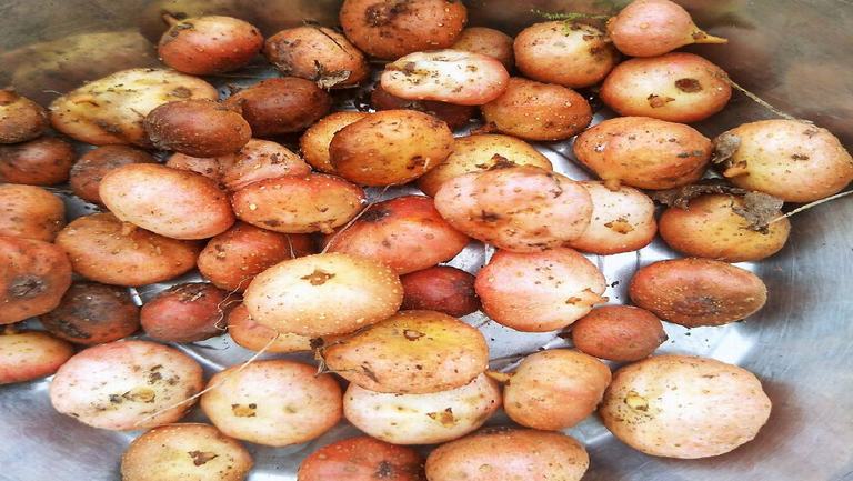 野地瓜的功效与作用、禁忌和食用方法