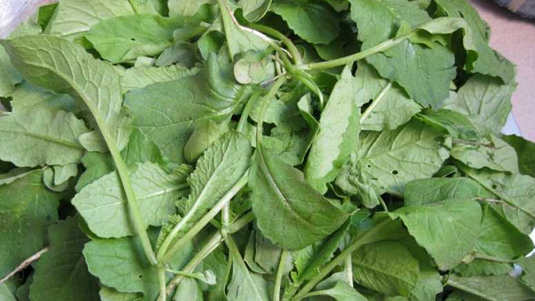 萝卜菜的功效与作用、禁忌和食用方法