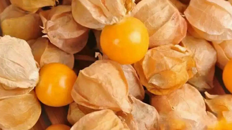 黄菇娘的功效与作用、禁忌和食用方法