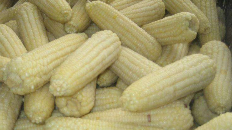 糯玉米的功效与作用、禁忌和食用方法