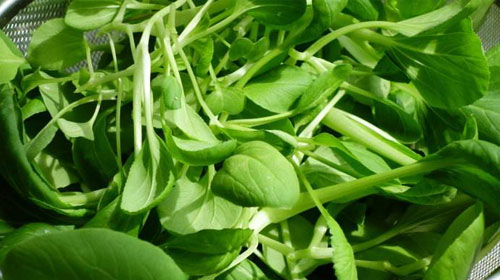 鸡毛菜的功效与作用、禁忌和食用方法