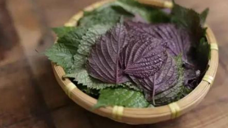 紫苏菜的功效与作用、禁忌和食用方法