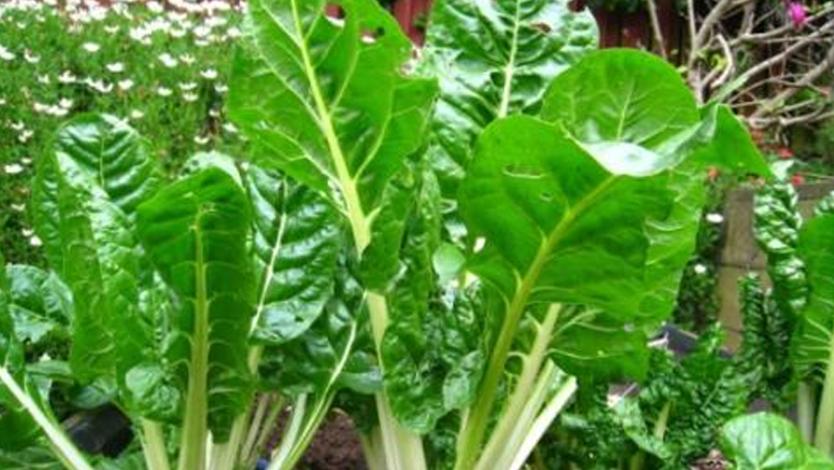 牛皮菜的功效与作用、禁忌和食用方法