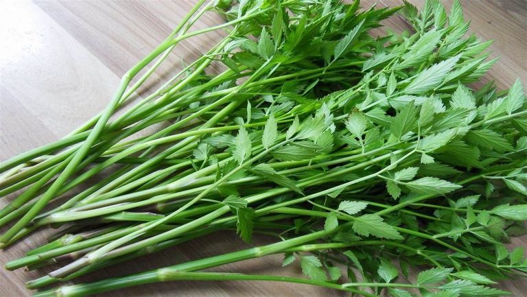 水芹菜的功效与作用、禁忌和食用方法