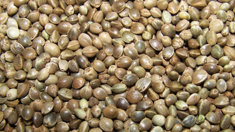 麻子的功效与作用、禁忌和食用方法